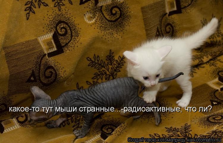 какое-то тут мыши странные...-радиоактивные, что ли?... Котоматрица: какое-то тут мыши странные...-радиоактивные, что ли?