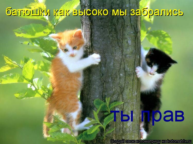 батюшки как высоко мы забрались ты прав... Котоматрица: батюшки как высоко мы забрались ты прав