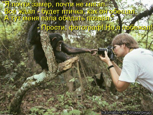 "Я почти замер, почти не мигал. Всё ждал - будет птичка, как он обещал. А тут меня папа обедать позва... Котоматрица: "Я почти замер, почти не мигал. Всё ждал - будет птичка, как он обещал. А тут меня папа обедать позвал." - Прости, фотограф! Но я побежал!