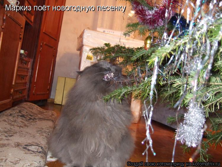 Маркиз поёт новогодную песенку... Котоматрица: Маркиз поёт новогодную песенку