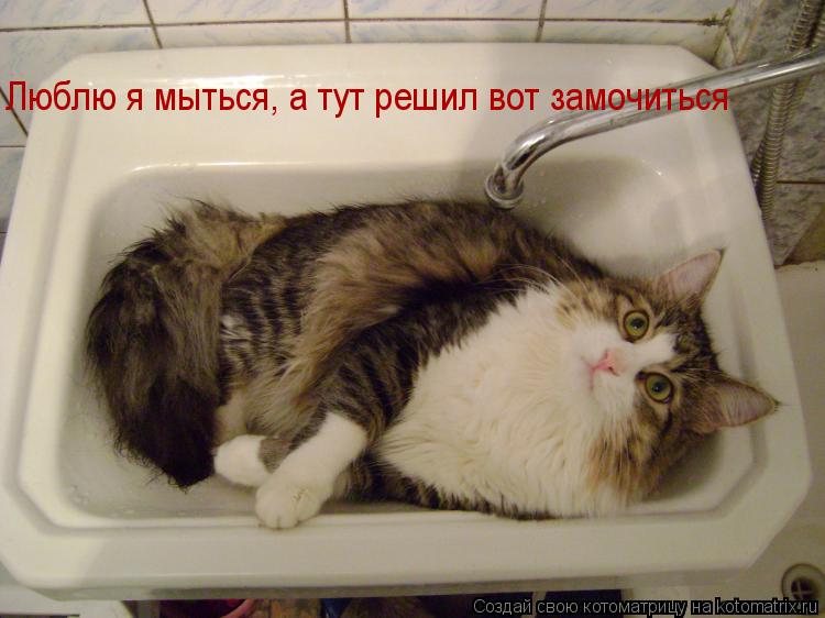 Люблю я мыться, а тут решил вот замочиться... Котоматрица: Люблю я мыться, а тут решил вот замочиться