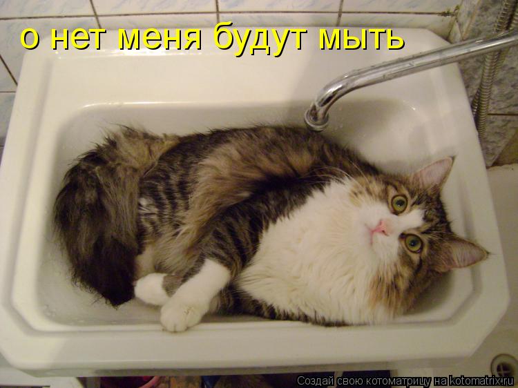 о нет меня будут мыть... Котоматрица: о нет меня будут мыть