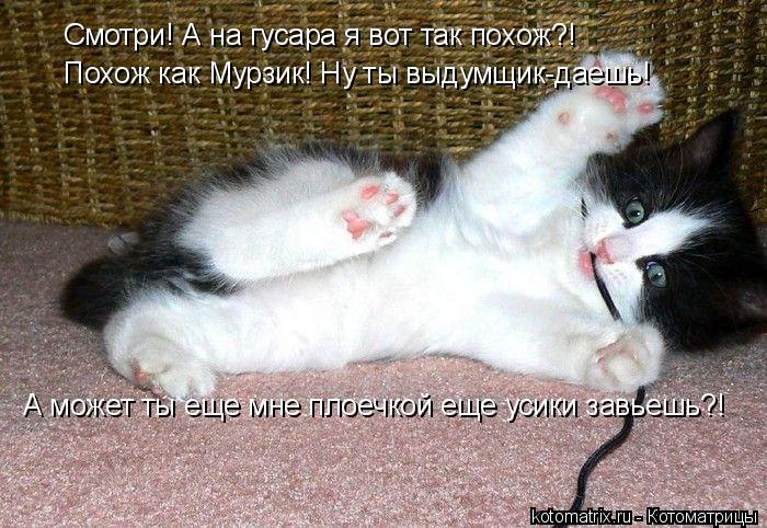 Смотри! А на гусара я вот так похож?! А может ты еще мне плоечкой еще усики завьешь?! Похож как Мурзи... Котоматрица: Смотри! А на гусара я вот так похож?! А может ты еще мне плоечкой еще усики завьешь?! Похож как Мурзик! Ну ты выдумщик-даешь!