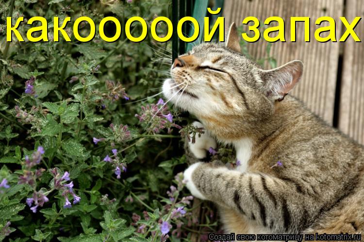 какооооой запах... Котоматрица: какооооой запах