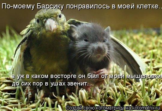 По-моему Барсику понравилось в моей клетке... ... а уж в каком восторге он был от моей мышеловки!!! д... Котоматрица: По-моему Барсику понравилось в моей клетке... ... а уж в каком восторге он был от моей мышеловки!!! до сих пор в ушах звенит...