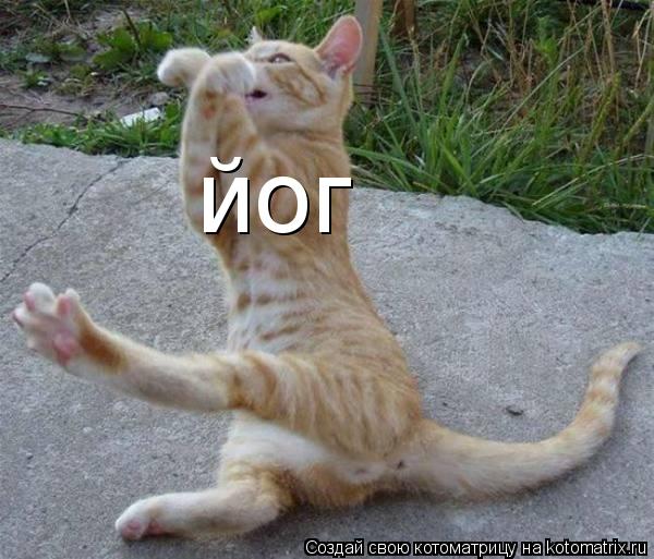 йог... Котоматрица: йог