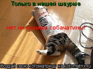 нет ни грамма собачатины! Только в нашей шаурме... Котоматрица: нет ни грамма собачатины! Только в нашей шаурме