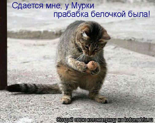 Котоматрица: прабабка белочкой была! Сдается мне, у Мурки