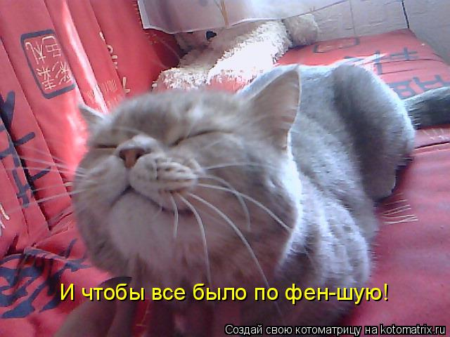 И чтобы все было по фен-шую!... Котоматрица: И чтобы все было по фен-шую!