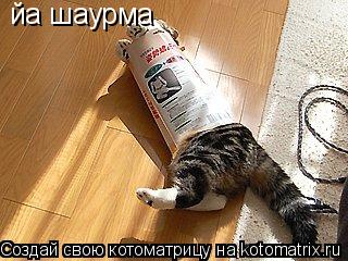 йа шаурма... Котоматрица: йа шаурма