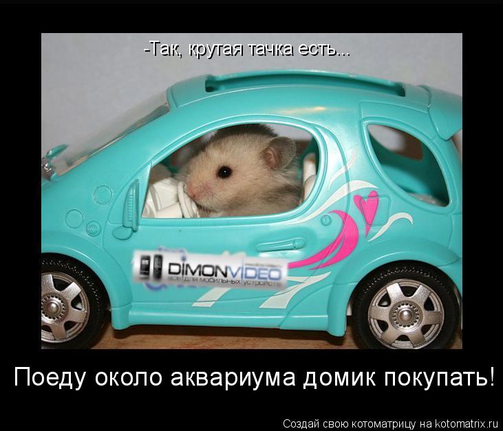 -Так, крутая тачка есть... Поеду около аквариума домик покупать!... Котоматрица: -Так, крутая тачка есть... Поеду около аквариума домик покупать!