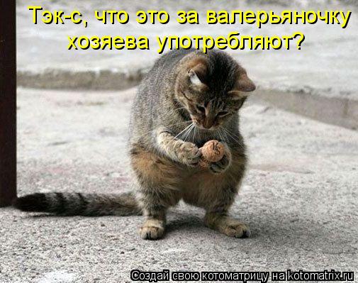 Тэк-с, что это за валерьяночку хозяева употребляют?... Котоматрица: Тэк-с, что это за валерьяночку хозяева употребляют?
