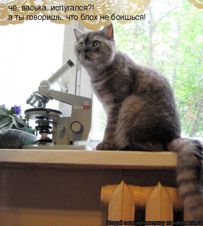 чё, васька, испугался?! а ты говоришь, что блох не боишься!... Котоматрица: чё, васька, испугался?! а ты говоришь, что блох не боишься!