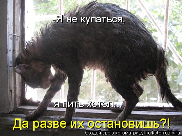 -Я не купаться, я пить хотел... Да разве их остановишь?!... Котоматрица: -Я не купаться, я пить хотел... Да разве их остановишь?!
