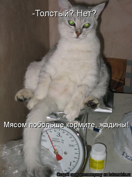 -Толстый? Нет? Мясом побольше кормите, жадины!... Котоматрица: -Толстый? Нет? Мясом побольше кормите, жадины!