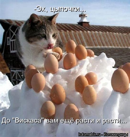 -Эх, цыпочки... До "Вискаса" вам ещё расти и расти...... Котоматрица: -Эх, цыпочки... До "Вискаса" вам ещё расти и расти...