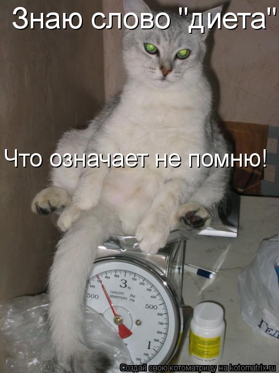 Знаю слово "диета" Что означает не помню!... Котоматрица: Знаю слово "диета" Что означает не помню!