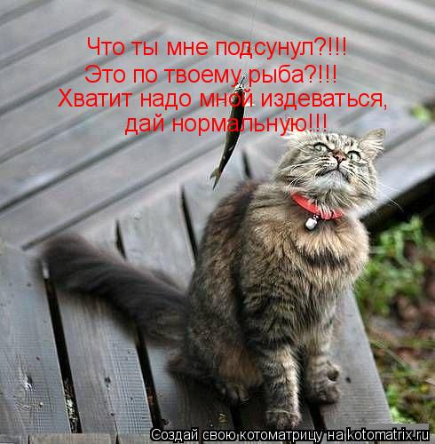 Что ты мне подсунул?!!! Это по твоему рыба?!!! Хватит надо мной издеваться, дай нормальную!!!... Котоматрица: Что ты мне подсунул?!!! Это по твоему рыба?!!! Хватит надо мной издеваться, дай нормальную!!!