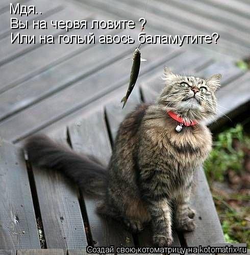 Мдя.. Вы на червя ловите ? Или на голый авось баламутите?... Котоматрица: Мдя.. Вы на червя ловите ? Или на голый авось баламутите?