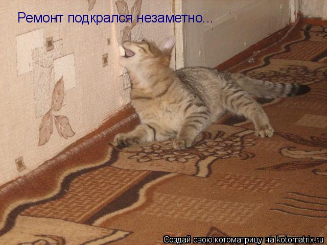 Ремонт подкрался незаметно...... Котоматрица: Ремонт подкрался незаметно...