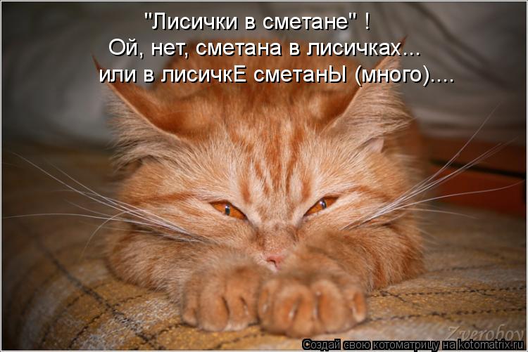 "Лисички в сметане" ! Ой, нет, сметана в лисичках... или в лисичкЕ сметанЫ (много)....... Котоматрица: "Лисички в сметане" ! Ой, нет, сметана в лисичках... или в лисичкЕ сметанЫ (много)....