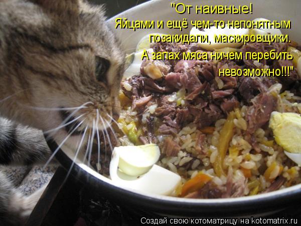 А запах мяса ничем перебить позакидали, маскировщики. Яйцами и ещё чем-то непонятным "От наивные! нев... Котоматрица: А запах мяса ничем перебить позакидали, маскировщики. Яйцами и ещё чем-то непонятным "От наивные! невозможно!!!"