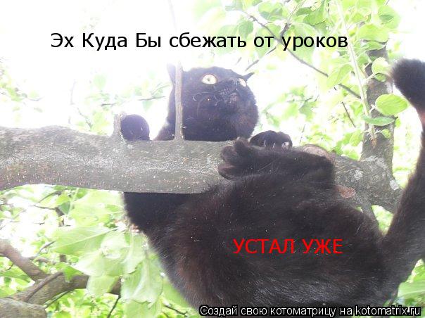 Эх Куда Бы сбежать от уроков УСТАЛ УЖЕ... Котоматрица: Эх Куда Бы сбежать от уроков УСТАЛ УЖЕ