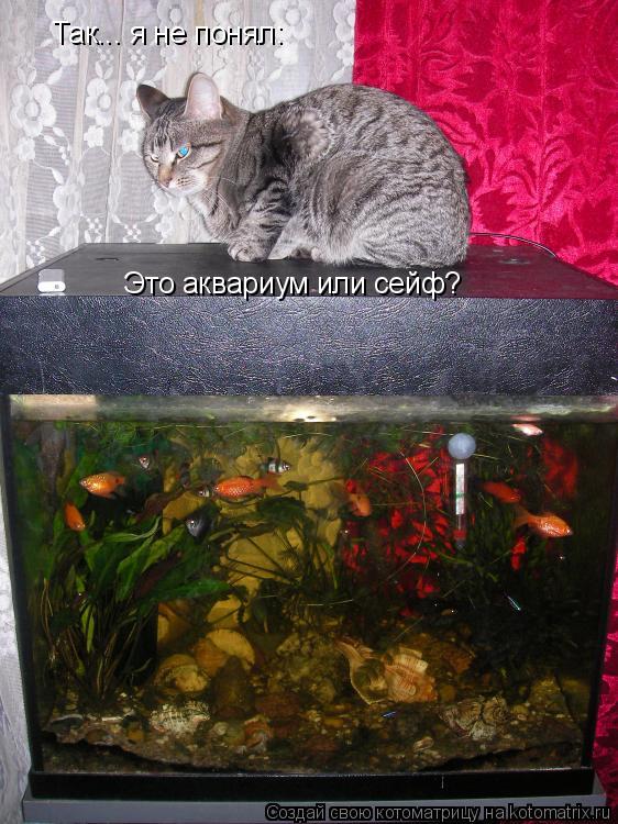 Так... я не понял: Это аквариум или сейф?... Котоматрица: Так... я не понял: Это аквариум или сейф?