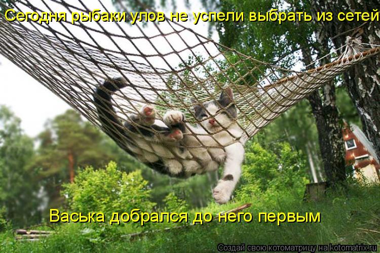Сегодня рыбаки улов не успели выбрать из сетей... Васька добрался до него первым... Котоматрица: Сегодня рыбаки улов не успели выбрать из сетей... Васька добрался до него первым