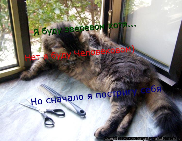 Я буду зверевом хотя... Нет я буду Человековом) Но сначало я постригу себя... Котоматрица: Я буду зверевом хотя... Нет я буду Человековом) Но сначало я постригу себя