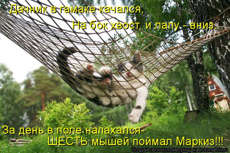 Дачник в гамаке качался, На бок хвост, и лапу - вниз... За день в поле напахался- ШЕСТЬ мышей поймал ... Котоматрица: Дачник в гамаке качался, На бок хвост, и лапу - вниз... За день в поле напахался- ШЕСТЬ мышей поймал Маркиз!!!