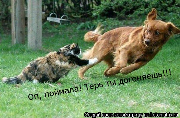 Оп, поймала! Терь ты догоняешь!!!... Котоматрица: Оп, поймала! Терь ты догоняешь!!!