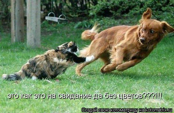 это как это на свидание да без цветов???!!!... Котоматрица: это как это на свидание да без цветов???!!!