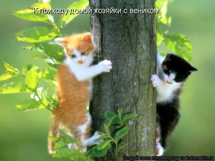 К приходу домой хозяйки с веником.... Котоматрица: К приходу домой хозяйки с веником.