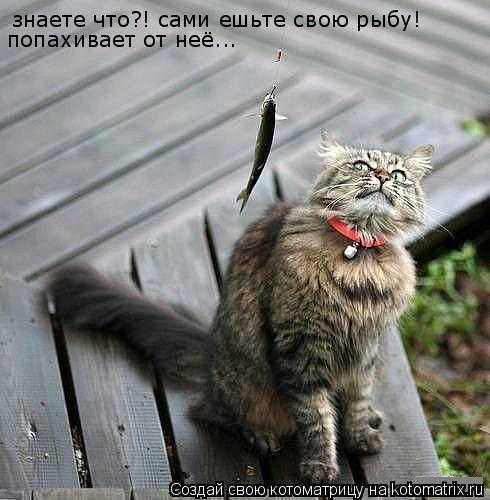 знаете что?! сами ешьте свою рыбу! знаете что?! сами ешьте свою рыбу! попахивает от неё...... Котоматрица: знаете что?! сами ешьте свою рыбу! знаете что?! сами ешьте свою рыбу! попахивает от неё...
