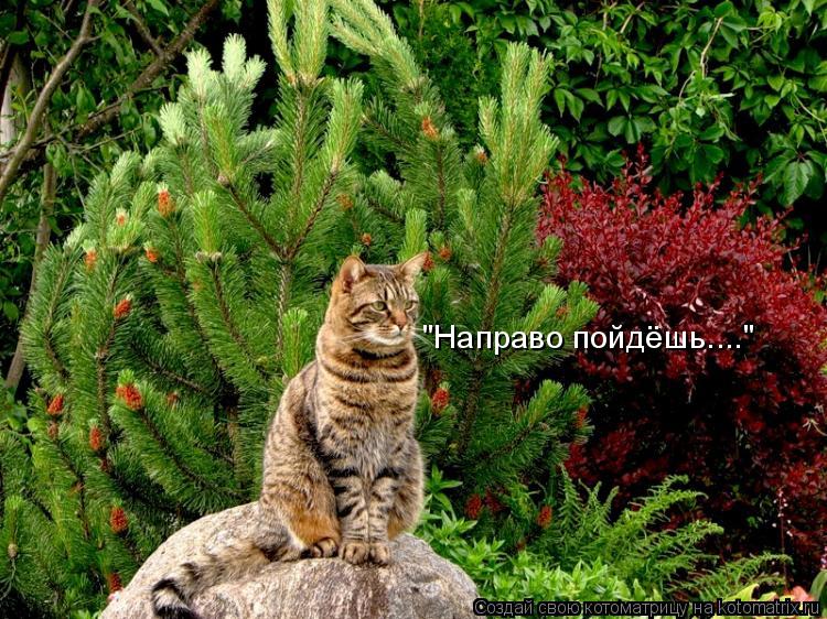 "Направо пойдёшь...."... Котоматрица: "Направо пойдёшь...."