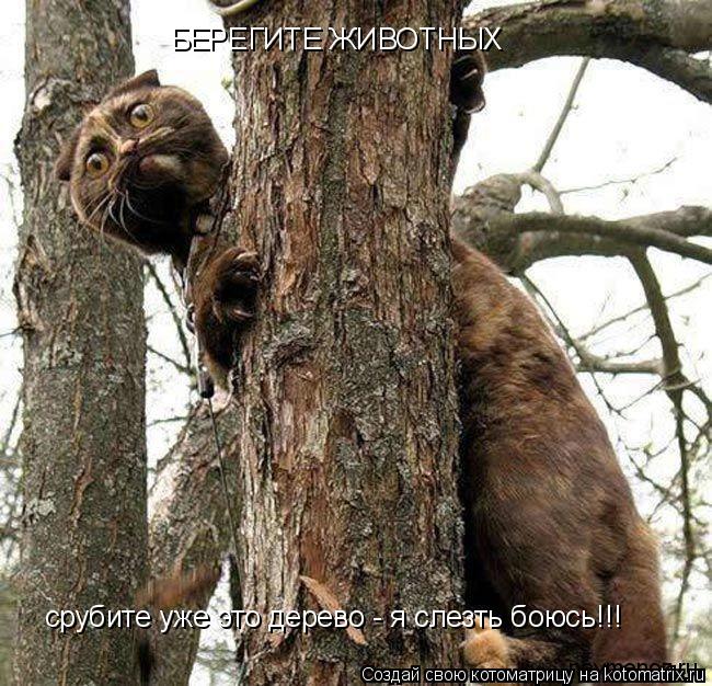 БЕРЕГИТЕ ЖИВОТНЫХ срубите уже это дерево - я слезть боюсь!!!... Котоматрица: БЕРЕГИТЕ ЖИВОТНЫХ срубите уже это дерево - я слезть боюсь!!!