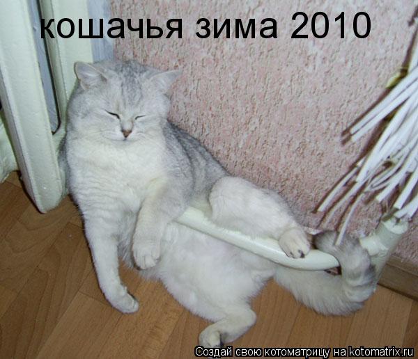 кошачья зима 2010... Котоматрица: кошачья зима 2010