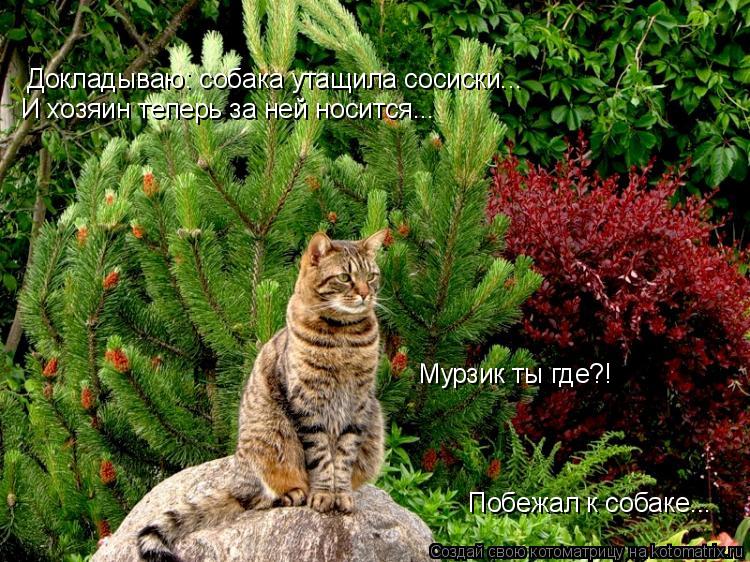 Докладываю: собака утащила сосиски... И хозяин теперь за ней носится... Мурзик ты где?! Побежал к соб... Котоматрица: Докладываю: собака утащила сосиски... И хозяин теперь за ней носится... Мурзик ты где?! Побежал к собаке...