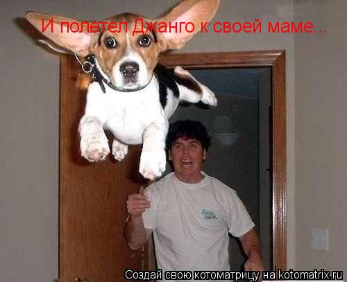 ... И полетел Джанго к своей маме...... Котоматрица: ... И полетел Джанго к своей маме...