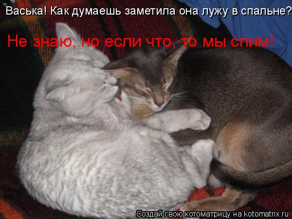 Васька! Как думаешь заметила она лужу в спальне? Не знаю, но если что, то мы спим!... Котоматрица: Васька! Как думаешь заметила она лужу в спальне? Не знаю, но если что, то мы спим!