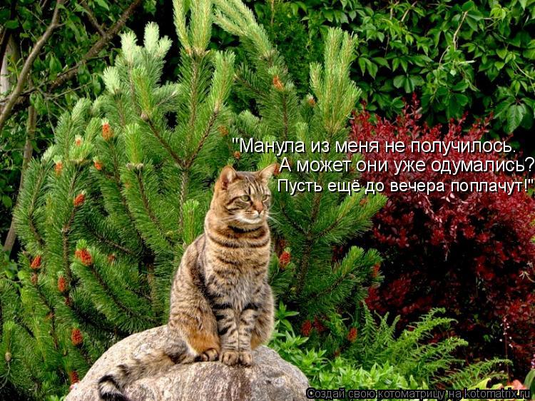 "Манула из меня не получилось. А может они уже одумались? Пусть ещё до вечера поплачут!"... Котоматрица: "Манула из меня не получилось. А может они уже одумались? Пусть ещё до вечера поплачут!"