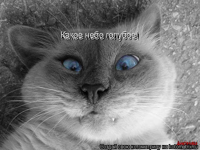 Какое небо голубое! Какое небо голубое!... Котоматрица: Какое небо голубое! Какое небо голубое!