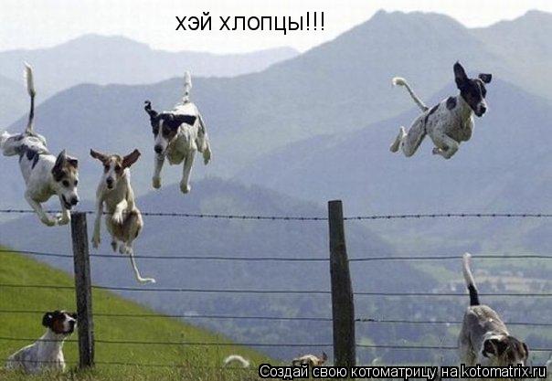 хэй хлопцы!!!... Котоматрица: хэй хлопцы!!!