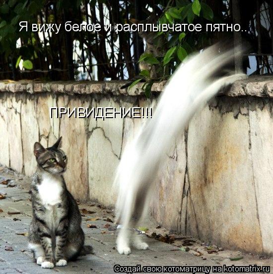 Я вижу белое и расплывчатое пятно.. ПРИВИДЕНИЕ!!!... Котоматрица: Я вижу белое и расплывчатое пятно.. ПРИВИДЕНИЕ!!!