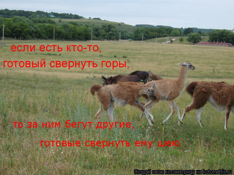 если есть кто-то, готовый свернуть горы, готовые свернуть ему шею то за ним бегут другие,... Котоматрица: если есть кто-то, готовый свернуть горы, готовые свернуть ему шею то за ним бегут другие,