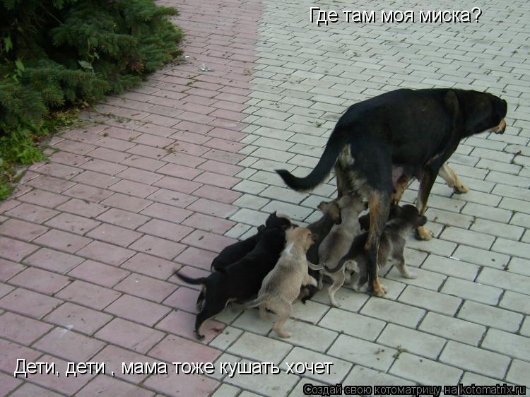 Где там моя миска? Дети, дети , мама тоже кушать хочет... Котоматрица: Где там моя миска? Дети, дети , мама тоже кушать хочет
