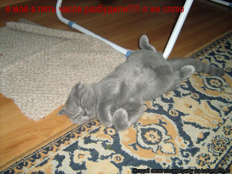 ё моё в пять часов разбудили!!!!! я же сплю... Котоматрица: ё моё в пять часов разбудили!!!!! я же сплю