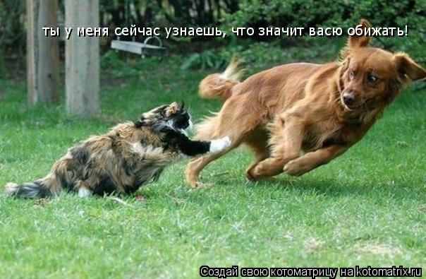 ты у меня сейчас узнаешь, что значит васю обижать!... Котоматрица: ты у меня сейчас узнаешь, что значит васю обижать!