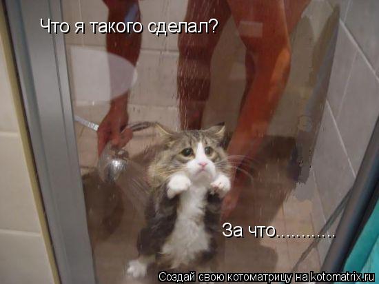 Что я такого сделал? За что............... Котоматрица: Что я такого сделал? За что............